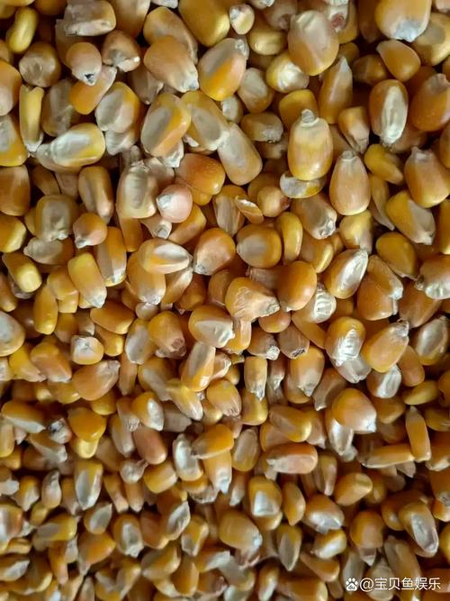 2025年4月17日粮食价格走势忧思 粮食加工行业面临的多重挑战